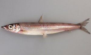 お寿司 恐竜 不思議な生き物 スシニギリス にヒットの予感 絵本レビュー のびのび子育て応援サイト nobico のびこ