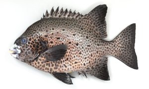 魚の剥製 海の魚 58cm イシガキタイ 時計付き 855貫目]口白／イシガキダイ | WEB寿司図鑑