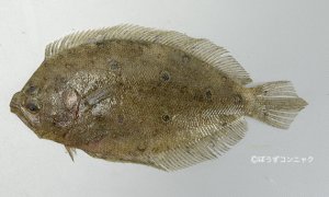 511貫目]タマガンゾウビラメ | WEB寿司図鑑