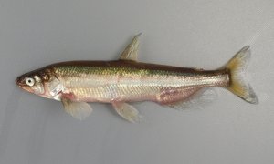 647貫目]柳葉魚／シシャモ | WEB寿司図鑑