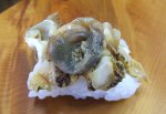 磯つぶの握り