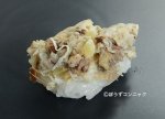 ゆでオオグソクムシ