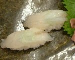 鯒／コチ