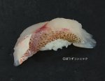 ヨコスジフエダイの焼霜造り