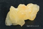 セミエビの握り