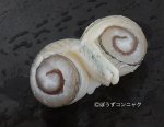 さよりの酢じめわらび造り