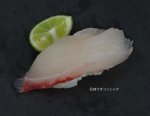 ゴマフエダイの握り