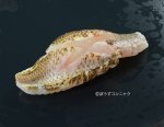 ナガオオメハタあぶり