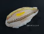 キュウセンのあぶり