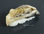 ラクダガイ握り