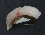 タケノコメバルの焼霜造り握り