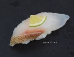 イヤゴハタの焼霜造り握り