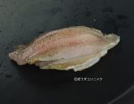 トゴットメバルあぶり握り