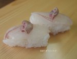 マツカサウオの握り