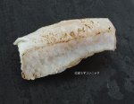 ヒラスズキ腹もあぶり