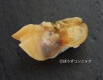 白貝の握り
