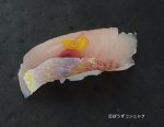 ソコイトヨリの皮霜造り握り