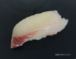 ４月のイシダイの握り