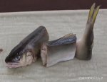 鮎の姿づけ