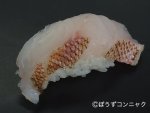 アカイサキの焼霜造り