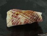 スルメイカの煮いか
