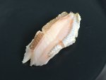 ヒゲオオメハタ焼霜造り握り