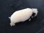 アカアワビの握り