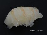 オオバウチワエビのおどり