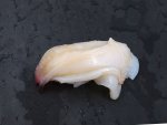 ミルガイの握り