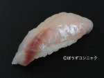オオメハタの握り