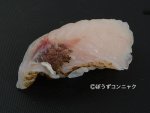 オオメハタの焼霜造り