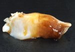 オオミゾガイの握り