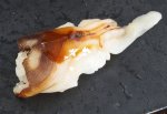 オオミゾガイの水管の握り