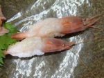 ミノエビ
