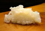 伊勢海老／イセエビ