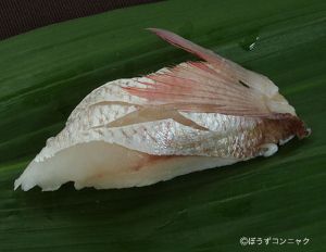 マダイ (タイ)  市場魚貝類図鑑