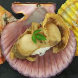 鬼*管様 貝 hiouginigainigiri.jpg